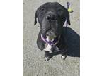 Adopt Ash a Black Mixed Breed (Large) / Mixed dog in Philadelphia, PA (41111867)