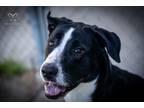 Adopt B.B. a Black Golden Retriever / American Pit Bull Terrier / Mixed (short