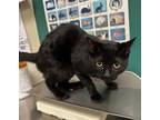 Adopt Ezra a All Black Domestic Shorthair / Domestic Shorthair / Mixed cat in
