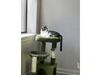 Adopt Bo Katan a Brown Tabby Domestic Shorthair / Mixed (short coat) cat in