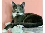 Adopt Mr Castleton a Gray or Blue (Mostly) Domestic Shorthair / Mixed (short