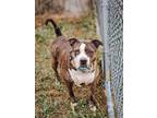 Adopt Octavia in Norton VA a Brindle - with White Pit Bull Terrier / Mixed dog