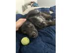 Adopt Batman a Black - with White Australian Shepherd / Mixed dog in