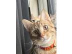 Adopt Cinna a Orange or Red (Mostly) American Shorthair / Mixed (short coat) cat