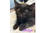 Adopt Midge a Black (Mostly) Domestic Mediumhair (medium coat) cat in Alamo