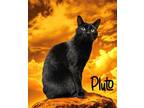 Adopt Pluto 122948 a All Black Domestic Shorthair (short coat) cat in Joplin