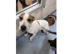 Adopt Cali 30129 a White Labrador Retriever dog in Joplin, MO (41343065)