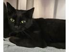 Adopt Honor a All Black Domestic Shorthair / Domestic Shorthair / Mixed cat in