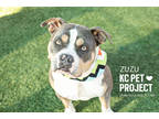 Adopt Rainbow a Gray/Blue/Silver/Salt & Pepper American Pit Bull Terrier / Mixed