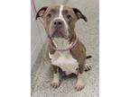 Adopt Marmee a Black American Pit Bull Terrier / Mixed Breed (Medium) / Mixed