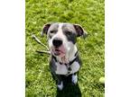 Adopt Katy a Gray/Blue/Silver/Salt & Pepper American Pit Bull Terrier / Mixed