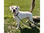 Adopt Laverne a White Boxer / Mixed dog in Burton, MI (40587192)
