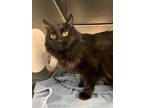 Adopt Lily a All Black Domestic Longhair / Domestic Shorthair / Mixed cat in