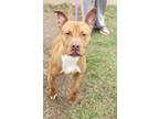Adopt Ricard a Brown/Chocolate American Pit Bull Terrier / Mixed Breed (Medium)
