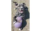 Adopt Persius a Brindle American Pit Bull Terrier / Boxer / Mixed (short coat)