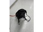 Adopt Gansito (real name Chance) a Black Mixed Breed (Large) / Mixed dog in