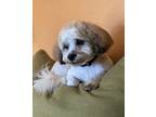 Adopt Yogi a White - with Tan, Yellow or Fawn Poodle (Miniature) / Shih Tzu /