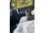 Adopt Lilly a Gray, Blue or Silver Tabby American Shorthair / Mixed (medium