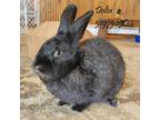 Adopt Delta a Black American / Mixed (short coat) rabbit in Wilkes Barre