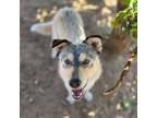 Adopt Asta a Tan/Yellow/Fawn Husky / Australian Cattle Dog / Mixed dog in