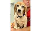 Adopt Granny Smith *In Foster Care* a Brindle Beagle / Mixed Breed (Medium) /