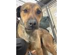 Adopt Takeo a Brown/Chocolate Shepherd (Unknown Type) / Mixed dog in TRINIDAD