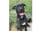 Adopt McBear a Brown/Chocolate American Pit Bull Terrier / Mixed dog in Owosso