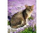 Adopt Lil Mama 123789 a Domestic Mediumhair (medium coat) cat in Joplin