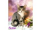 Adopt Norman 123789 a Domestic Mediumhair (medium coat) cat in Joplin