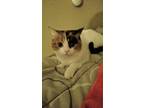 Adopt Ellis a Calico or Dilute Calico Calico / Mixed (short coat) cat in Grand