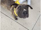 Adopt Adam a Brindle - with White German Shepherd Dog / Pit Bull Terrier / Mixed