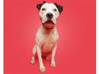 Adopt Selene a Mixed Breed (Medium) / Mixed dog in Durham, NC (39197000)