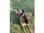 Adopt Rebel a Brown/Chocolate German Shepherd Dog / Mixed dog in Orlando