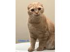 Adopt Cheez It a Orange or Red (Mostly) Scottish Fold (short coat) cat in Alamo
