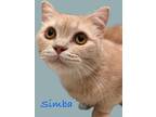Adopt Simba a Orange or Red (Mostly) Scottish Fold (short coat) cat in Alamo