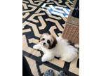 Adopt Dice a White - with Brown or Chocolate Shih Poo / Mixed dog in Powder