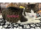 Adopt Cookie a Brown Tabby Domestic Shorthair (short coat) cat in Alamo