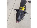 Adopt Andrea a Black - with White German Shepherd Dog / Pit Bull Terrier / Mixed