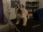 Adopt Khalil a Tan/Yellow/Fawn Schnauzer (Miniature) / Mixed dog in Lancaster