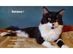 Adopt Batman a Black & White or Tuxedo Domestic Mediumhair (medium coat) cat in