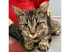 Adopt GWEN-STACY a Gray or Blue Domestic Shorthair / Domestic Shorthair / Mixed