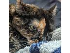 Adopt Miss Globe AKA Terra a All Black Domestic Shorthair / Mixed Breed (Medium)