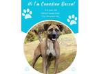 Adopt Canadian Bacon (Adoption Ambassador) a Brown/Chocolate Mountain Cur /