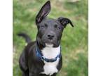 Adopt Danny a Black American Staffordshire Terrier / Mixed dog in Naperville