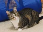 Adopt Meatball a Gray, Blue or Silver Tabby Domestic Shorthair (short coat) cat