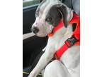 Adopt Poppy a White - with Gray or Silver American Pit Bull Terrier / Mixed dog