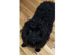 Adopt Bert a Black - with White Cavapoo / Mixed dog in Hainesville