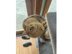 Adopt Peppi a Orange or Red Tabby Tabby / Mixed (medium coat) cat in