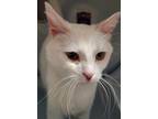 Adopt Casper a White Domestic Shorthair / Mixed (short coat) cat in Los Lunas