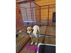 Adopt Ruby a Red/Golden/Orange/Chestnut - with White Bluetick Coonhound / Mixed